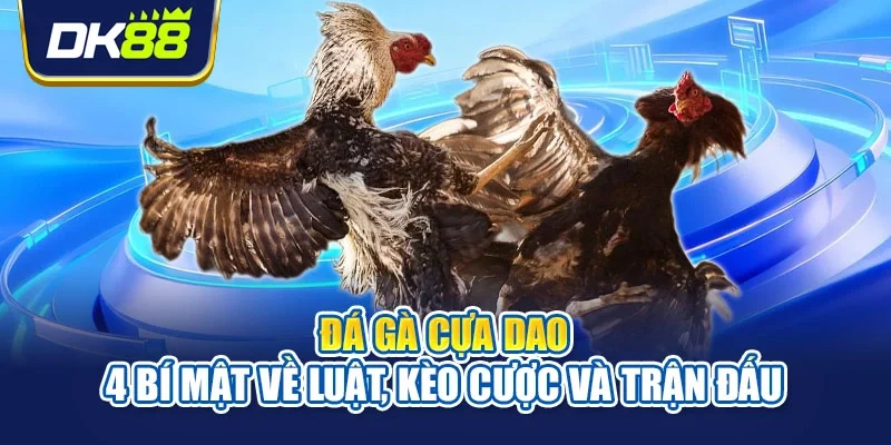 Đá gà cựa dao