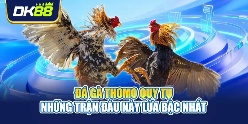 Đá gà Thomo quy tụ những trận đấu nảy lửa bậc nhất