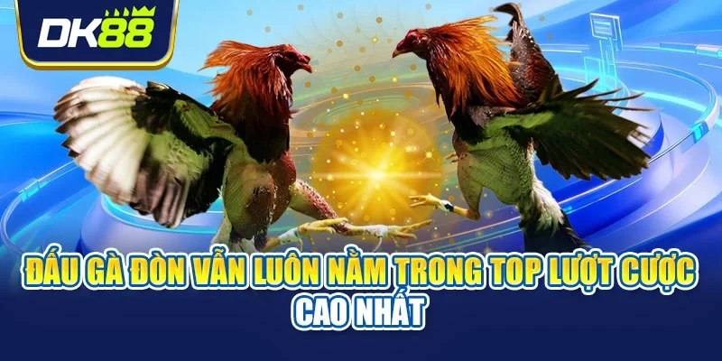 Đấu gà đòn vẫn luôn nằm trong top lượt cược cao nhất