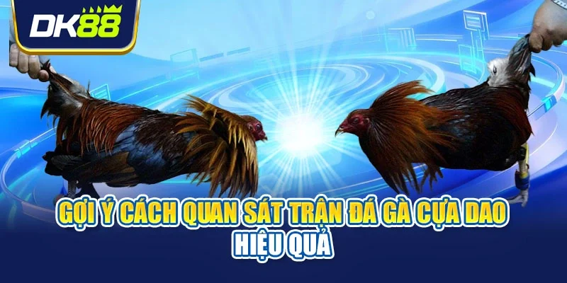Gợi ý cách quan sát trận đá gà cựa dao hiệu quả