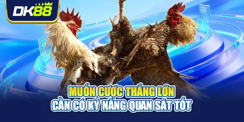 Muốn cược thắng lớn cần có kỹ năng quan sát tốt