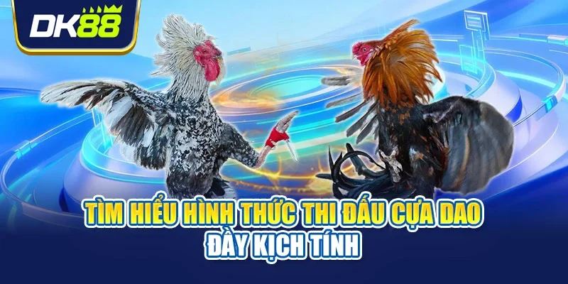 Tìm hiểu hình thức thi đấu cựa dao đầy kịch tính