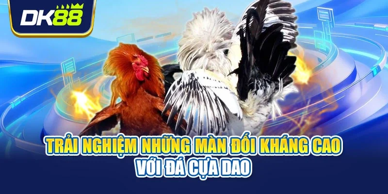 Trải nghiệm những màn đối kháng cao với đá cựa dao